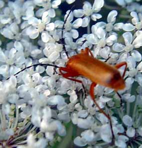 V tom kv�tu okol�ku je jist� n�co zaj�mav�ho (14 kB)