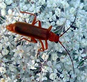 Kdo kul� v�c o�i - ja na brou�ka �i brou�ek na kv�t? (15 kB)