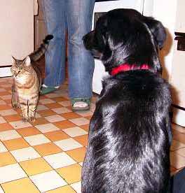 Indy a ko�ka Sally (13 kB)