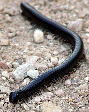 Mnohono�ka p��mo proti fotoapar�tu (18 kB)