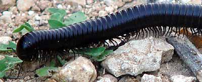 Hlavu k zemi, tykadla dop�edu a lezeme (14 kB)