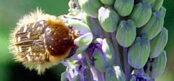 Brou�ek na nerozkvetl�ch... (8 kB)