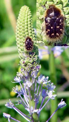 ...kv�tech lado�ky Scilla hyacinthoides (22 kB)