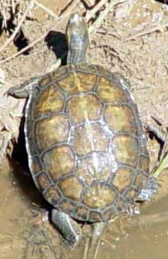 Velk� �elva v Nachal Poleg v p�ibl�en� (16 kB)