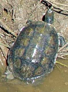 Vzh�ru do bl�ta (13 kB)