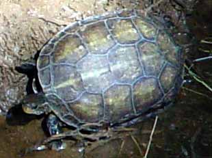 Zpola ve vod�, zpola na suchu (11 kB)