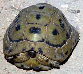 Suchozemsk� mal� �elva v Jeruzal�msk�ch hor�ch (12 kB)