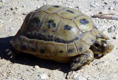 'Mrskla' po mn� o�kem (18 kB)