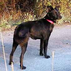 Indy pr�v� ve st�ehu (13 kB)