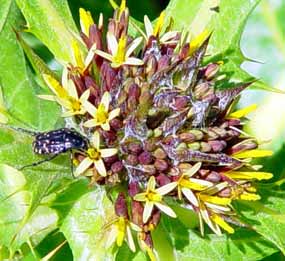 Na kv�tu Gundelia tournefortii (17 kB)