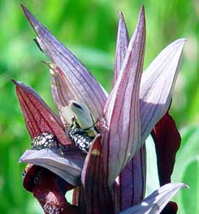 Na kv�tu orchideje Serapias vomeracea (12 kB)