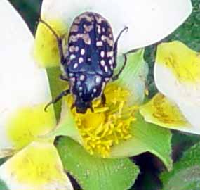 Na kv�tu Cistus salvifolius (9 kB)