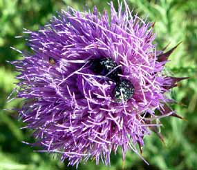 Na kv�tu Silybum marianum - ostropest�ec obecn� (16 kB)