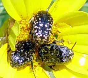 Na kv�tu Chrysanthemum coronarium (10 kB)