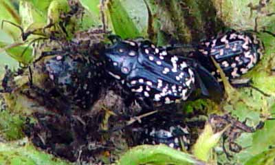 Na bl�e neur�en�m kv�tu (17 kB)