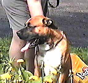 Dor dr�en� za obejek (16 kB)