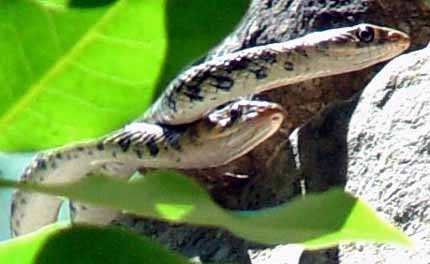 P�rek had� leze ze st�ny v zeleni vav��nov�ch list� (14 kB)