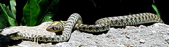 Hadi vyl�zaj� na z�dku (17 kB)