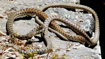 Svatebn� ob�ad za��n� (22 kB)