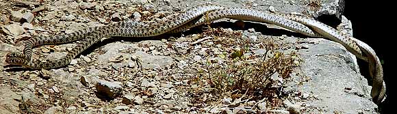 Hadi se obto�� jeden kolem druh�ho (36 kB)