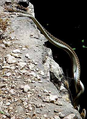 V�niv� ob�ad kon�� p�dem se z�dky (30 kB)