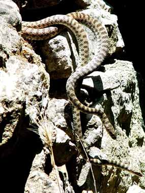 Op�t se objevuj� v mezer�ch mezi kameny z�dky (25 kB)