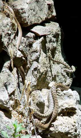 A op�t se opakuje v�niv� hra (31 kB)