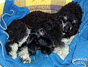 Lucinka krm� sv� �t���tka (14 kB)