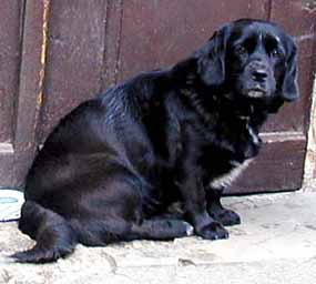 Tohle je S�ra - dal�� fotografie fenky S�ry (9 kB)