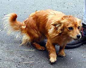 Slun��kov� Lesn�nka - dal�� fotky Lesn�nky (11 kB)