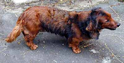 Arina z �dol� samoty, tetovac� �. 42952, alias Betty (14 kB)