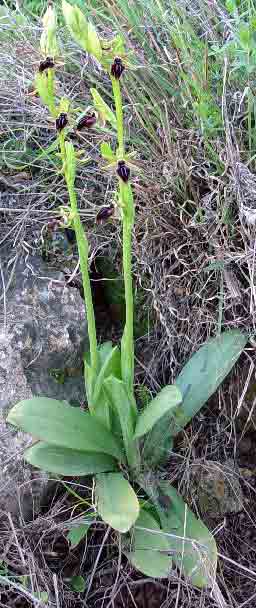 Celkov� pohled na orchideje (25 kB)