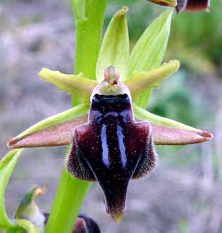 Pohled na jednotliv� kv�t zep�edu (11 kB)