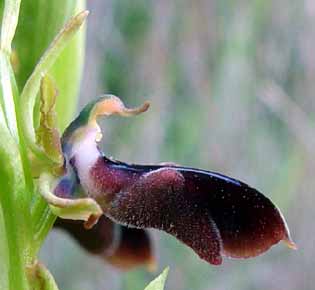 Pohled na kv�t z boku (8 kB)