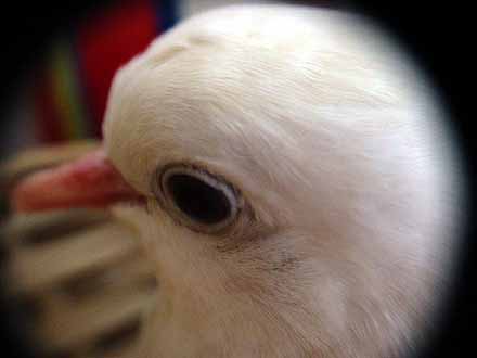 Jmenuji se �ikitka (8 kB)