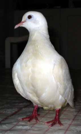 A takhle vypad�m, kdy� stoj�m (8 kB)