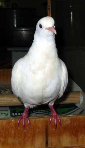 A tady sed�m u dv��ek a �ek�m, a� m� vezmou (9 kB)