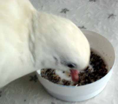 Moje miska pln� j�dla (7 kB)