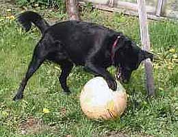 Indy se pokou�� zakousnout m�� (13 kB)