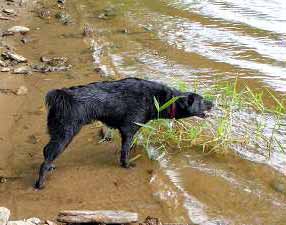 Indy se nap�j� (12 kB)