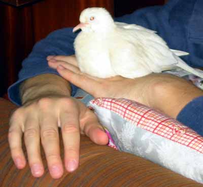 Takhle jsem dok�zala le�et na ruce cel� hodiny (13 kB)