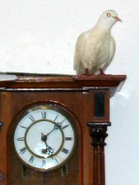 A tady jsem zas dok�zala cel� hodiny st�t a pozorovat (8 kB)