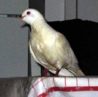 Ze stolu jsem n�kdy odl�tla do ob�vac�ho pokoje (10 kB)