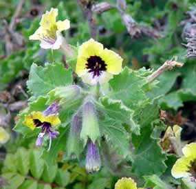 Bl�n zlat� v rozvalin�ch k�i��ck� pevnosti Bellmont nedaleko Jeruzal�ma (17 kB)