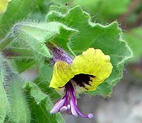 Kv�t je uvnit� siln� temn� fialov�, zevn� sv�tlefialov� (10 kB)