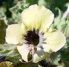 Deatiln� z�b�r kv�tu v z��i prudk�ho slunce (13 kB)