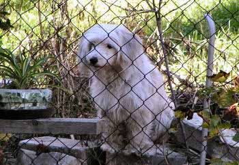 Cody za plotem (23 kB)