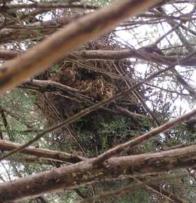 Jin� hn�zdo vysoko ve v�tv�ch (16 kB)