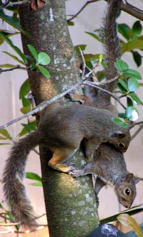 Mlad� veverky si hraj� (19 kB)