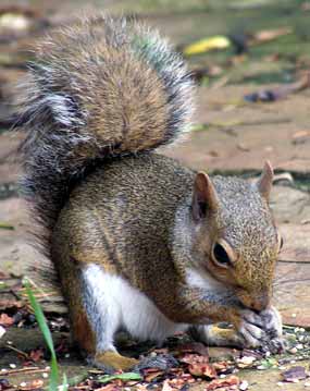 Mlad� veverka si pochutn�v� na o��k�ch (17 kB)